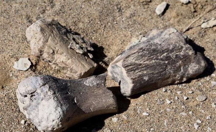Moğolistan’ın Gobi Çölü’nde 3 yeni dinozor türünün bulunduğu açıklandı. 