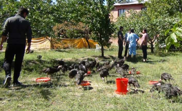 Van’ın Erciş ilçesinde bir üreticinin yaklaşık 300 hindisi telef oldu.