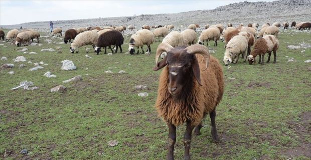 Gıda, Tarım ve Hayvancılık Bakanlığının "300 koyun projesi", Türkiye'nin önemli
