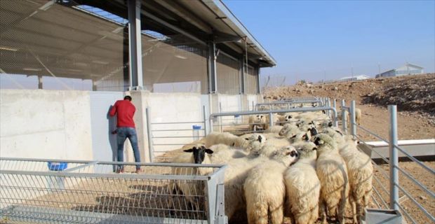 Tarım İşletmeleri Genel Müdürlüğünce sözleşme imzalanacak yetiştiricilere satılacak 300 başa