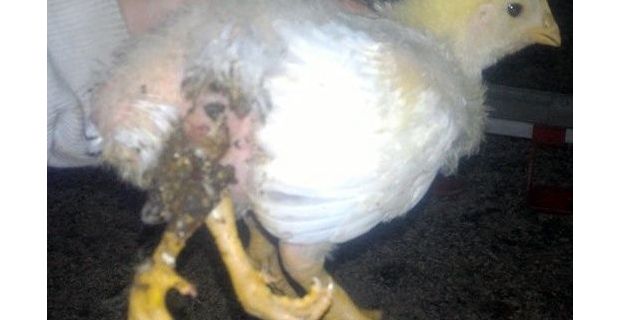 İzmir’de bir tavuk çiftliğinde yumurtadan çıkan 4 bacaklı civciv, görenleri