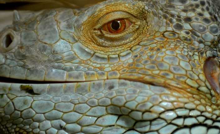 Bursa Hayvanat Bahçesi’nde ikinci kez yumurtlayan iguana 47 tane yavru