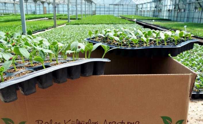 Doğu Anadolu Bölgesinin sebze ambarı konumunda bulunan Erzincan'da sebzecilik sektörü