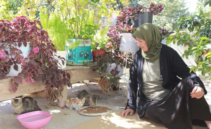 Adıyaman’da kedileri ile birlikte yaşayan Veziha İzci, 56 yıldır beslediği