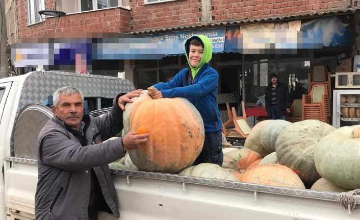 Bursa’nın Büyükorhan ilçesinde yetiştirilen 75 kiloluk kabağı görenler şaşırıyor. 
