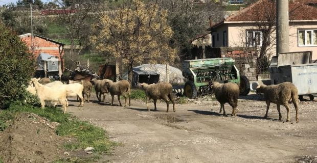 Çanakkale’de merkeze bağlı 43 köy, hayvanlarda tespit edilen şap hastalığı