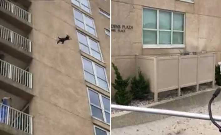 ABD’nin New Jersey eyaletinde bir rakun, bir binanın 9. katından