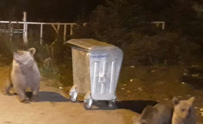 Türkiye’nin en önemli kış ve doğa turizm merkezlerinden Uludağ’da ormanda