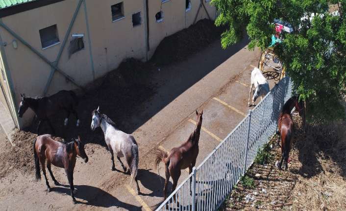 İstanbul Büyükada’da atların kaldıkları