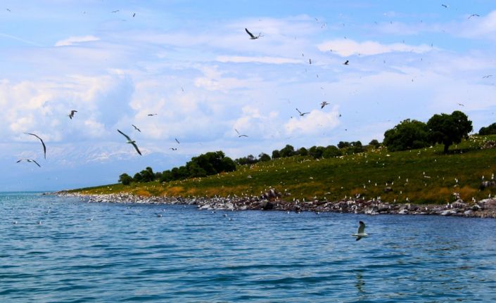 Van Gölü’nün yüzölçümü bakımından en büyük adası olan ve ‘martı