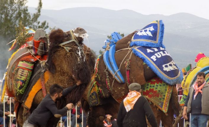 Aydın’ın Karacasu ilçesinde ilk kez deve güreşi düzenlendi. Aydın’da sezonun