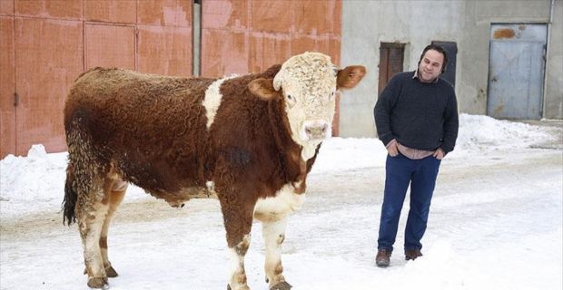Bayburt'ta hayvancılık yapan Recep Ali Yaya, Zeytin Dalı Harekatı kapsamında