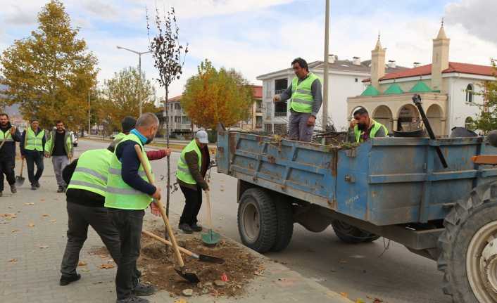 Erzincan Belediyesinden Ağaç Seferberliği