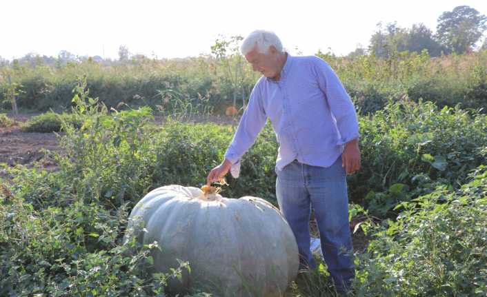 Sakarya’da yetiştirilen 450 kilogramlık bal kabağı, vatandaşlar tarafından büyük ilgi