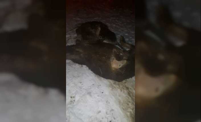 Erzincan’ın Tercan ilçesinde çöken ahırdaki 5 büyükbaş hayvan telef oldu.