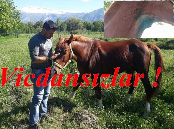 Erzincan’da cirit atlarının bakıldığı
