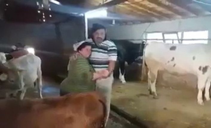 Zonguldak’ın Devrek ilçesinde eşiyle büyükbaş hayvanların arasında şarkı söyleyip, dans