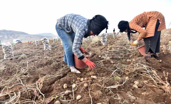 Bitlis’in Ahlat ilçesinin zengin ve geniş tarım arazilerinde üretilen patatesin