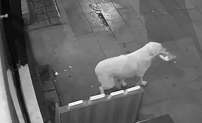Isparta’da bir kitapçının rafından kitap alarak uzaklaşan Gandalf isimli köpek,