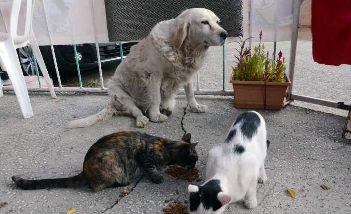 Ordu’nun Perşembe ilçesinde anneleri telef olan kedilere, "Pamuk" isimli köpek