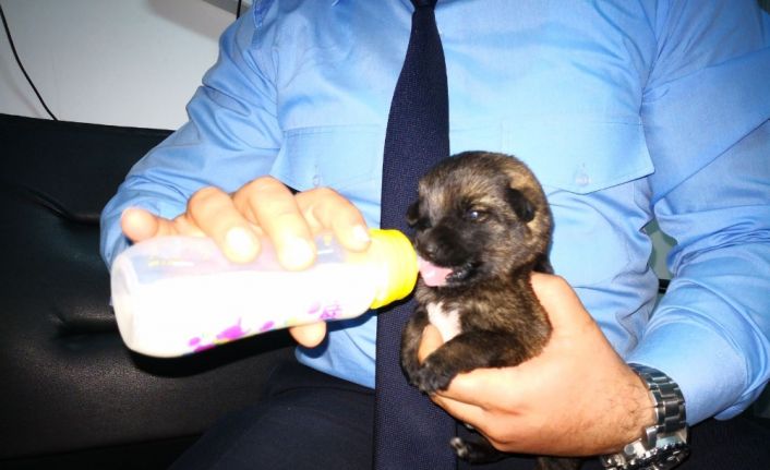 Çorum’un Sungurlu ilçesinde zabıta ekipleri, annesiz kalan yavru köpeklere sahip