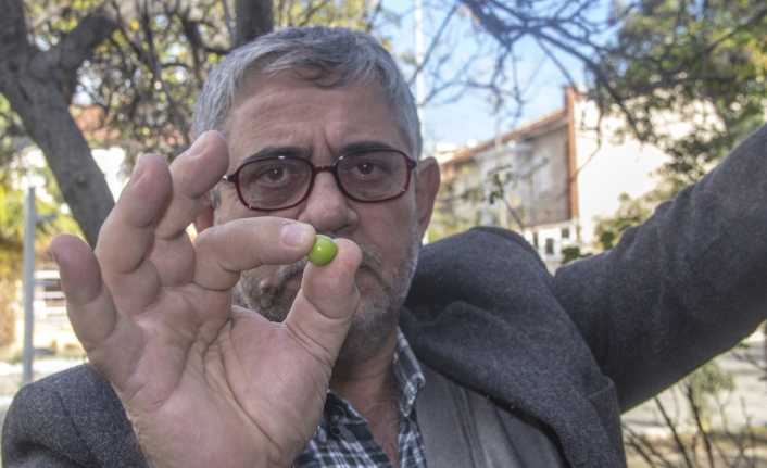Balıkesir’in Burhaniye ilçesinde bulunan bir erik ağacı, kış ortasında meyve