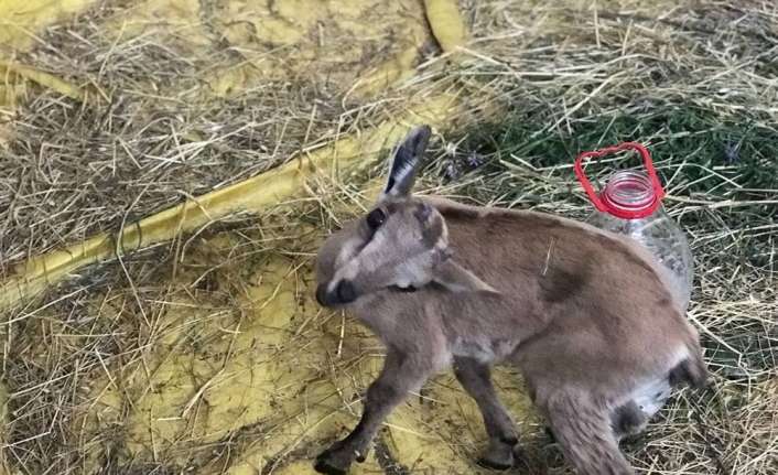 Artvin’de kayalıklara çekilen çelik tellere takılı kalarak gün boyunca aç