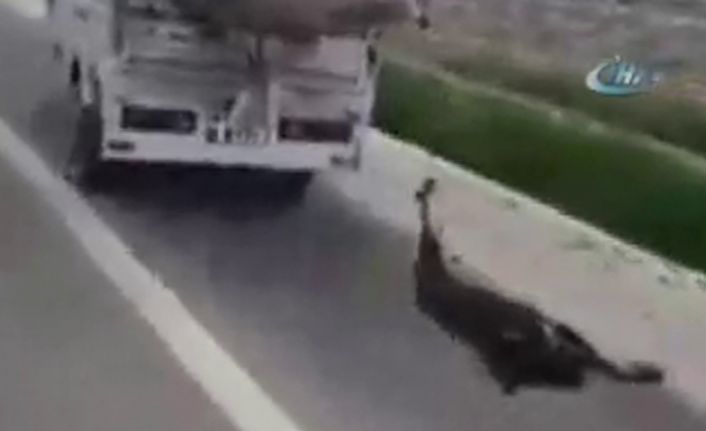 Adana’nın Karataş ilçesinde 3 tekerlekli kasalı motosikletin arkasına bir köpeğin
