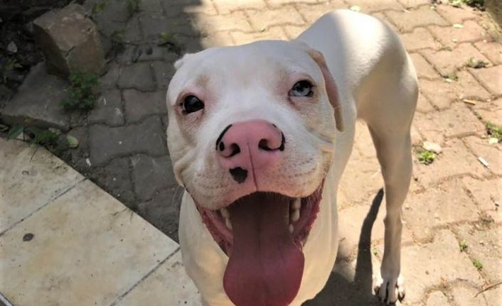 Eskişehir’de Aşil isimli Dogo Arjantin cinsi köpeğini kaybeden Utku Oral,