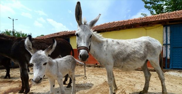 Gıda, Tarım ve Hayvancılık Bakanlığınca, at ve eşeklerin de aralarında