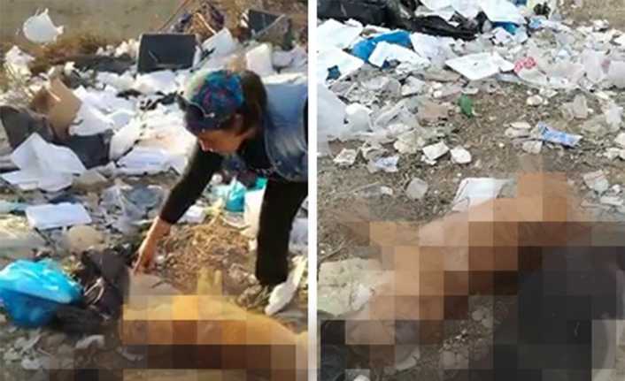 Adana’da boş arazide ayakları bağlı halde ölmüş iki köpek bulan