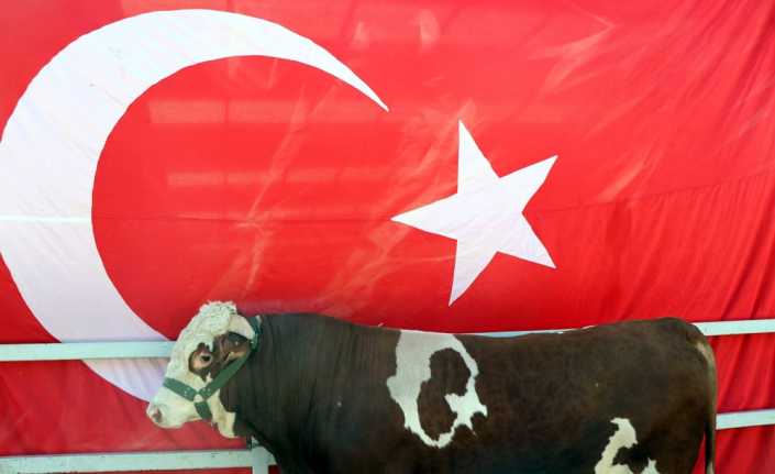 Kayseri’de üzerinde doğuştan ay ve yıldız bulunan tosun, ilgi odağı