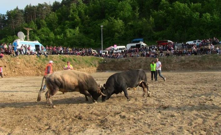 Artvin’in Borçka ilçesinde bahar, boğa güreşleriyle karşılandı.