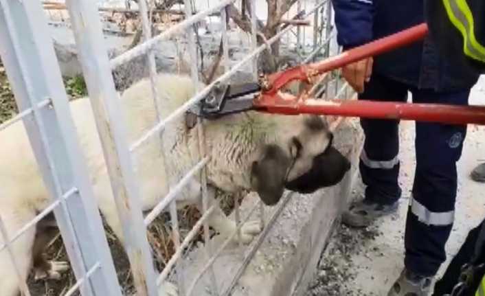 Aksaray’da başı bahçe duvarındaki demir korkuluklara sıkışan köpek, itfaiye ekiplerince