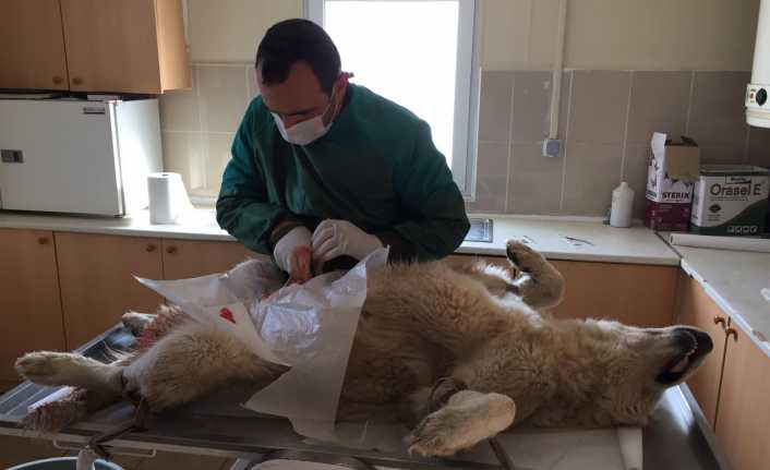 Erzincan Belediyesi tarafından başıboş sokak hayvanları tedavi edilerek gözlem altına