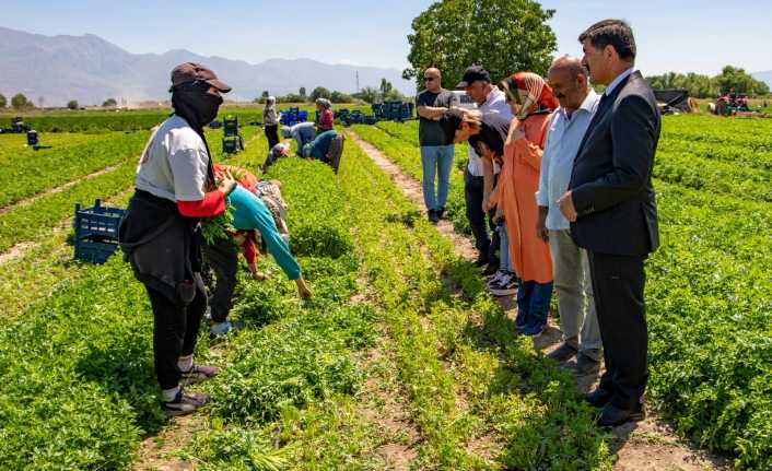 Belediye Başkanı Bekir Aksun Tarlalarda çalışan işçileri ziyaret etti.