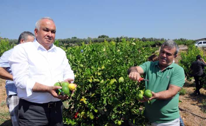 Mersin’in Erdemli ilçesinde ihracatlık limon kesimi devam ederken, Erdemli Belediye