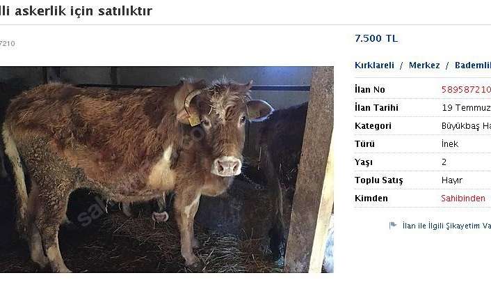 Kırklareli’nde bedelli askerlik ücretini karşılamak isteyen bir kişi, ineğini satılığa