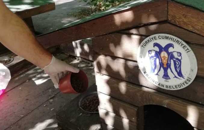 Erzincan Belediyesi, sokak hayvanlarına yönelik yaptığı yemleme çalışmalarına yaz sıcaklarında