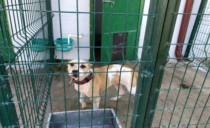 Bilecik’te pitbull cinsi köpek ilk olarak bir kediyi parçaladı, ardından