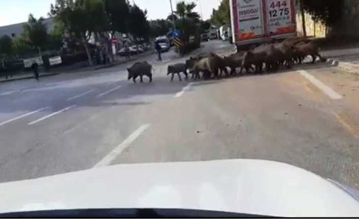 Muğla’nın Bodrum ilçesinde aç kalan domuzlar şehre indi. Çöp tenekesinin