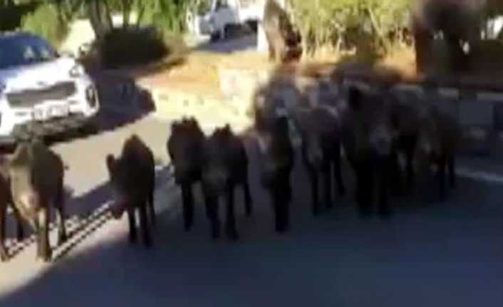 Muğla’nın Bodrum ilçesinde yaban domuzları mahallelerde korku saçıyor. Sürüler halinde