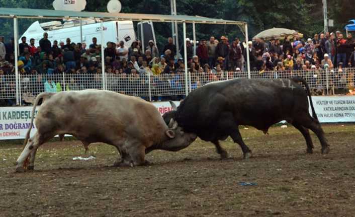 Artvin Valiliği, Artvin Belediyesi ve Artvin Boğacılar Spor Kulübü tarafından