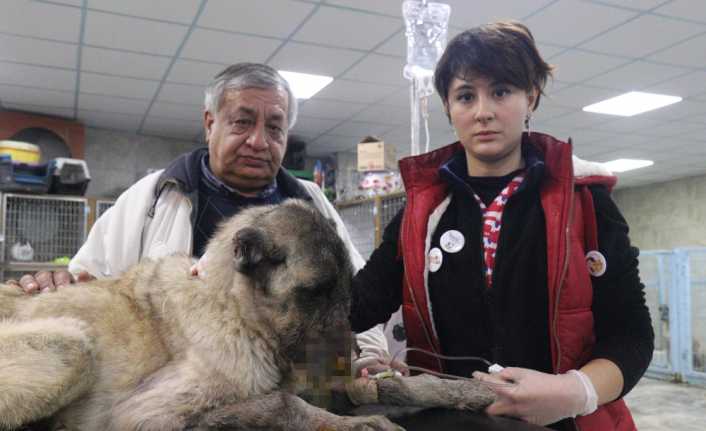Osmaniye’de bir köpeğin yüzüne kimyasal madde dökülerek kulakları kesildi. Hayvanseverlerin