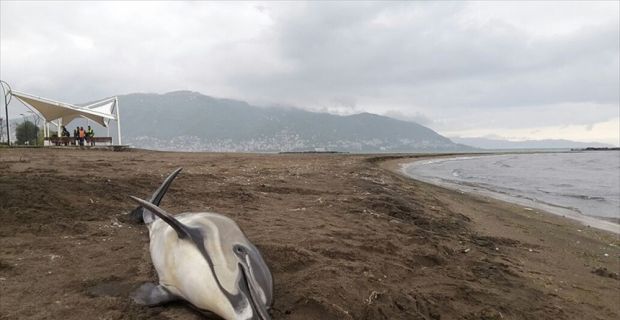 Rio de Janeiro kıyılarına yaklaşık 40 gündür karaya vuran 170'den