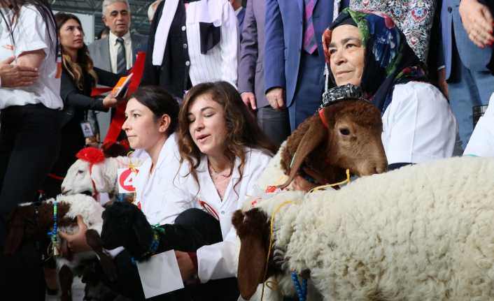 Adana 12. Uluslararası Tarım Fuarı kapsamında düzenlenen Kuzu Güzellik Yarışmasında