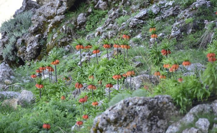 Kahramanmaraş’ın Ekinözü ilçesinde belediye tarafından "Ters Laleler ve Acı Su