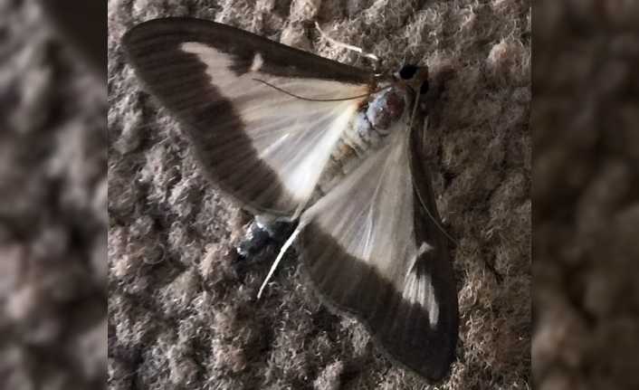 Fransa’nın İsviçre sınırındaki Jura bölgesinde yetkililer her sene yaptıkları ilaçlamaları