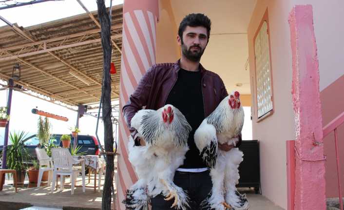 Yumurtası 40 TL kendisi 2 bin TL olan süs tavuklarına