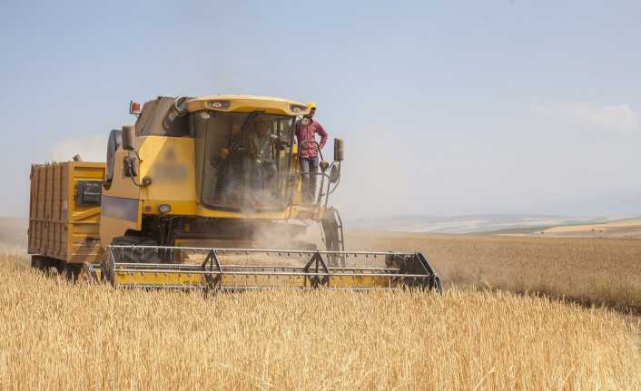 Buğdayda 750 bin ton, arpa ve mısırda 700 bin ton